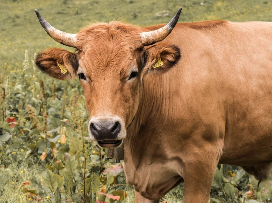 vache avec une robe couleur brun et des cornes dans un champ, regardant l'objectif