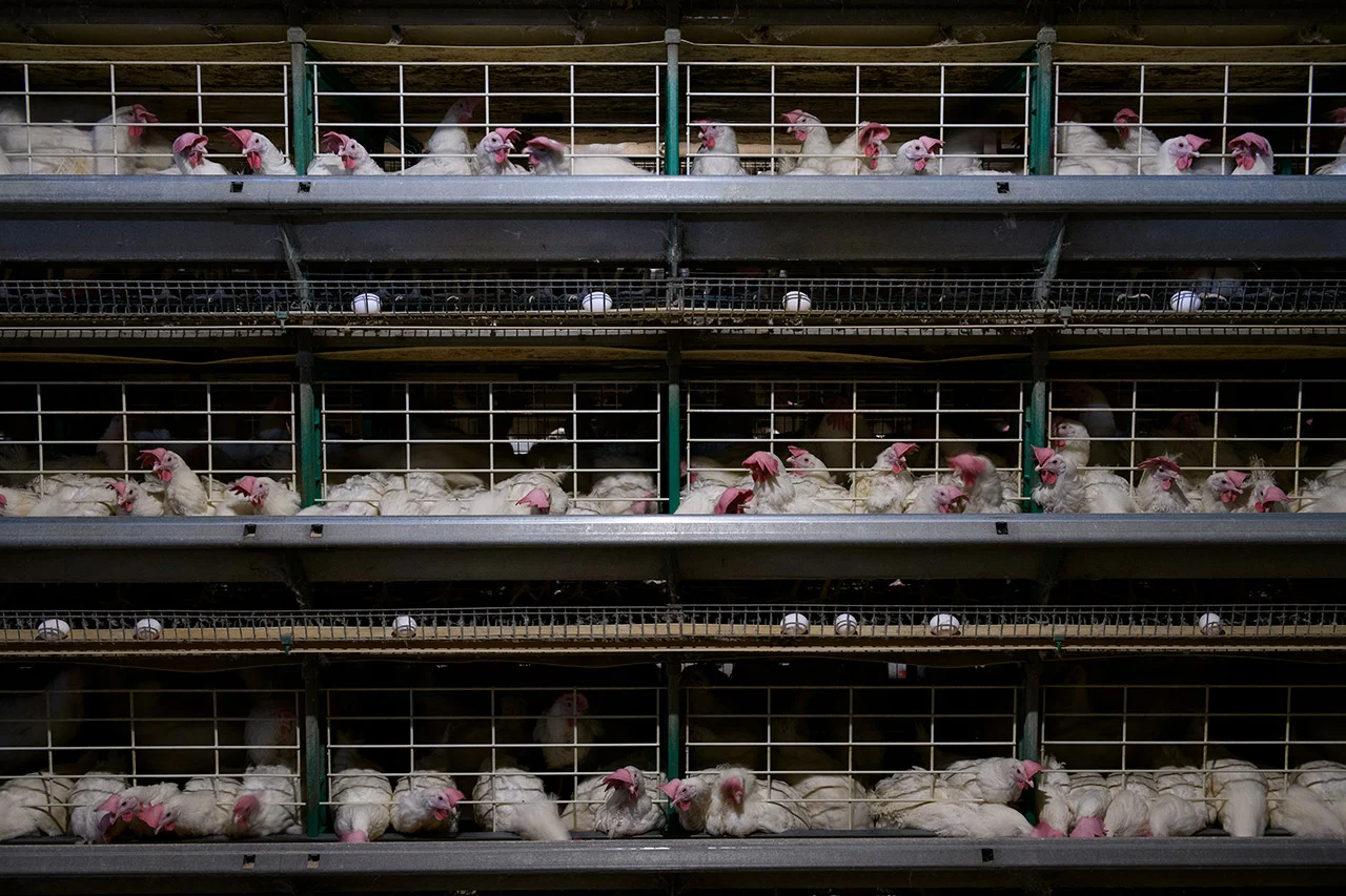 hens in cages