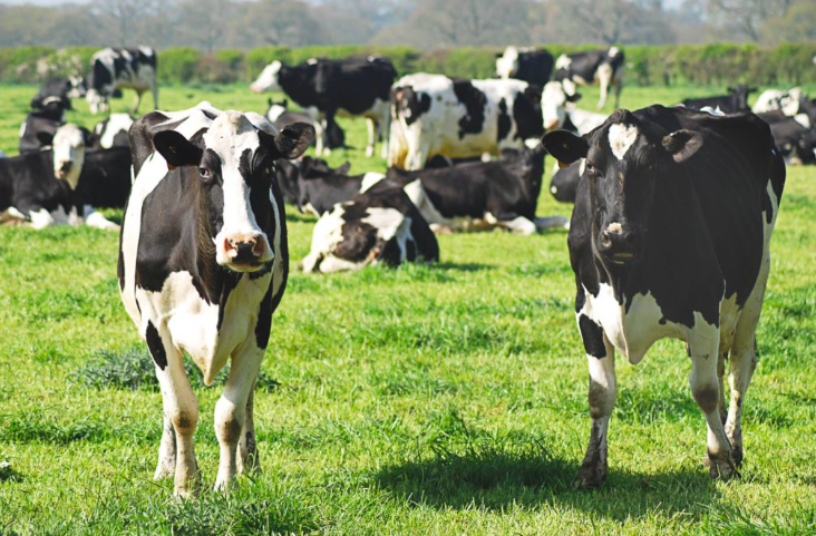 vaches laitières dans un champ