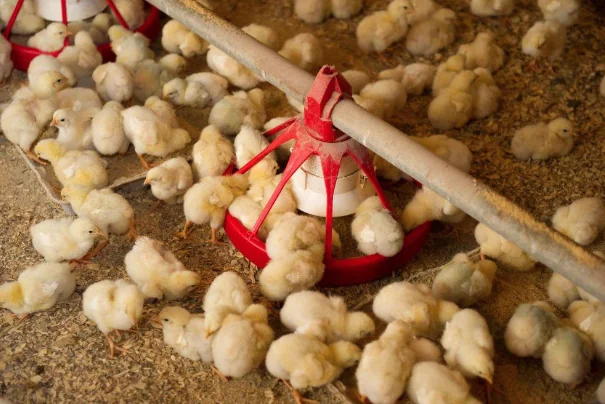 Baby chickens in an infoor farm gathered around a feeder