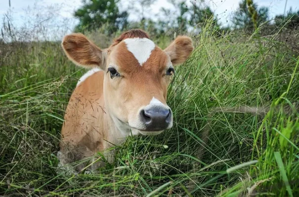 Calf sitting in the tall grass
