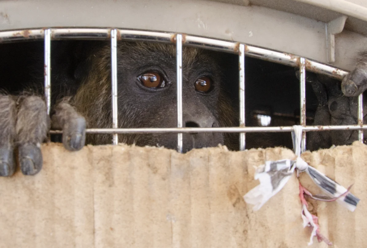 Gorille dans une cage