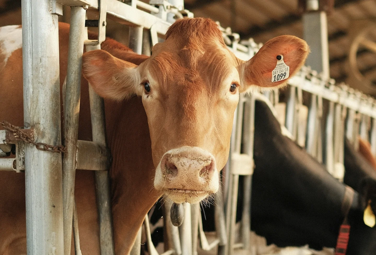 Picture of a cow in a barn