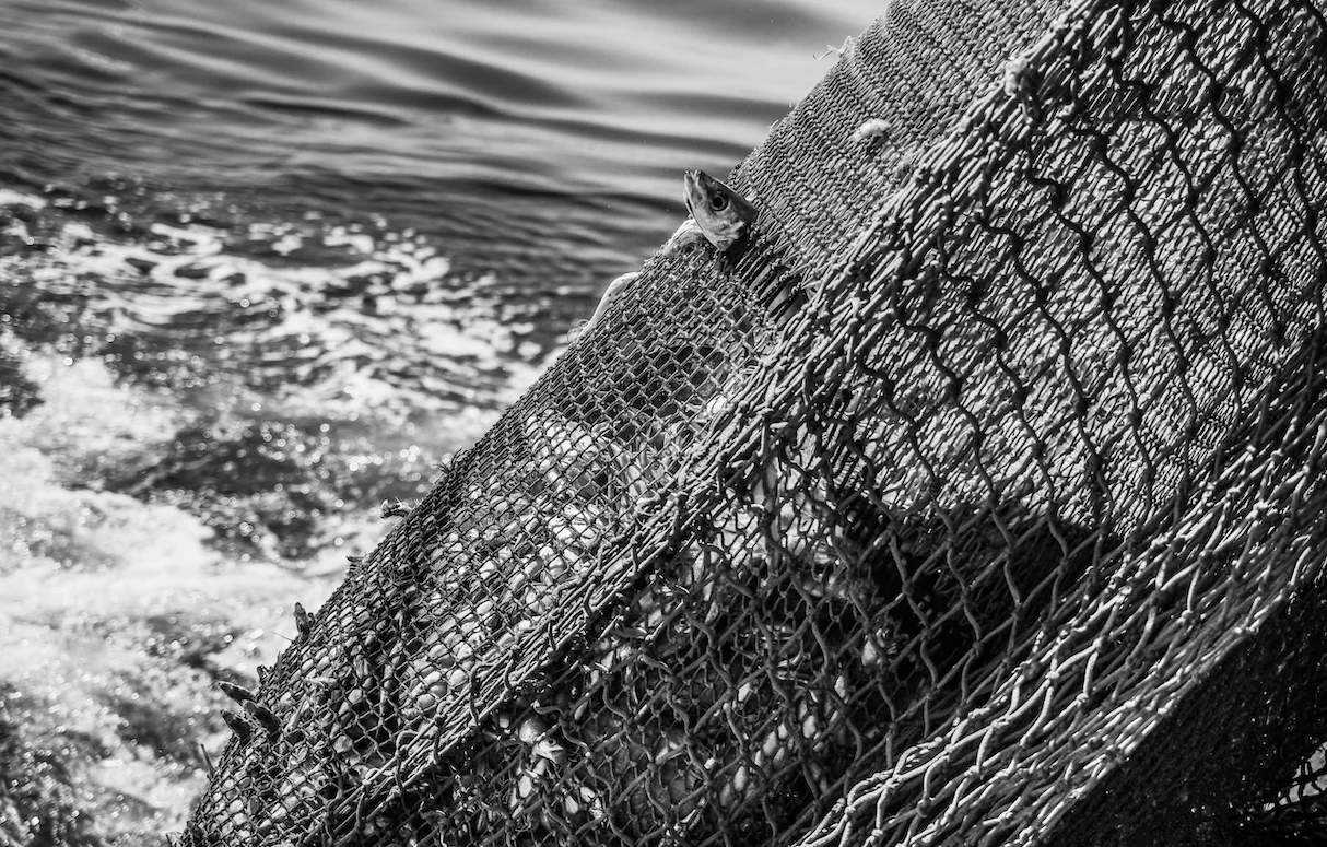 Wild fish caught in nets