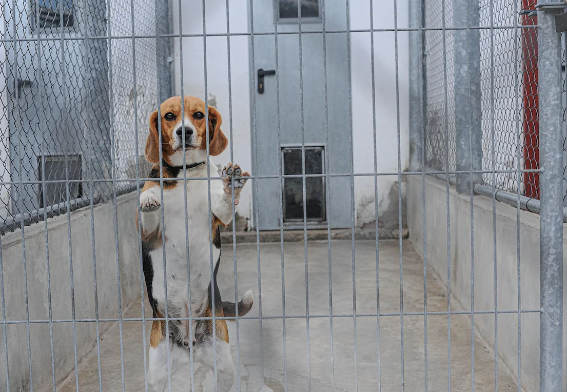 Beagle dog behind a grid. The dog is on his hind legs with his paws on the grid, looking at the camera.