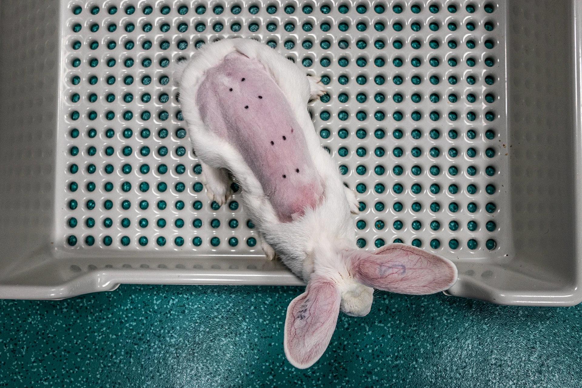 Photo d'un lapin vu de haut, rasé sur le dos, avec sur la peau des dépôts en vue de test cutanés.