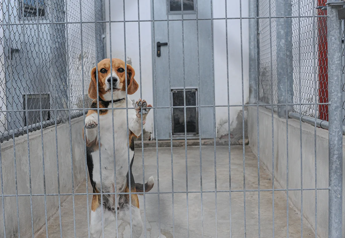 Beagle dog behind a fence in a laboratory