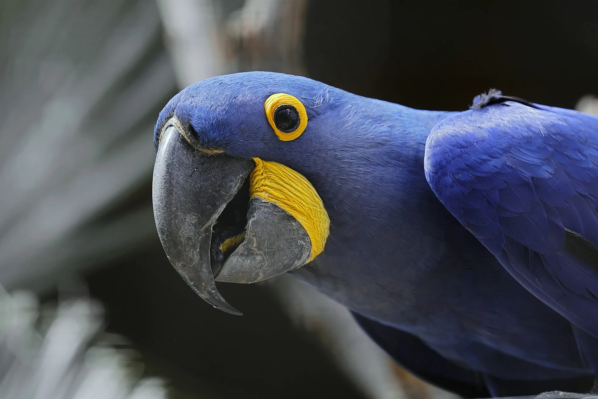 blue perroquet of the hyacinth macaw breed