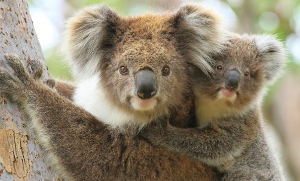 Female koala with her offspring