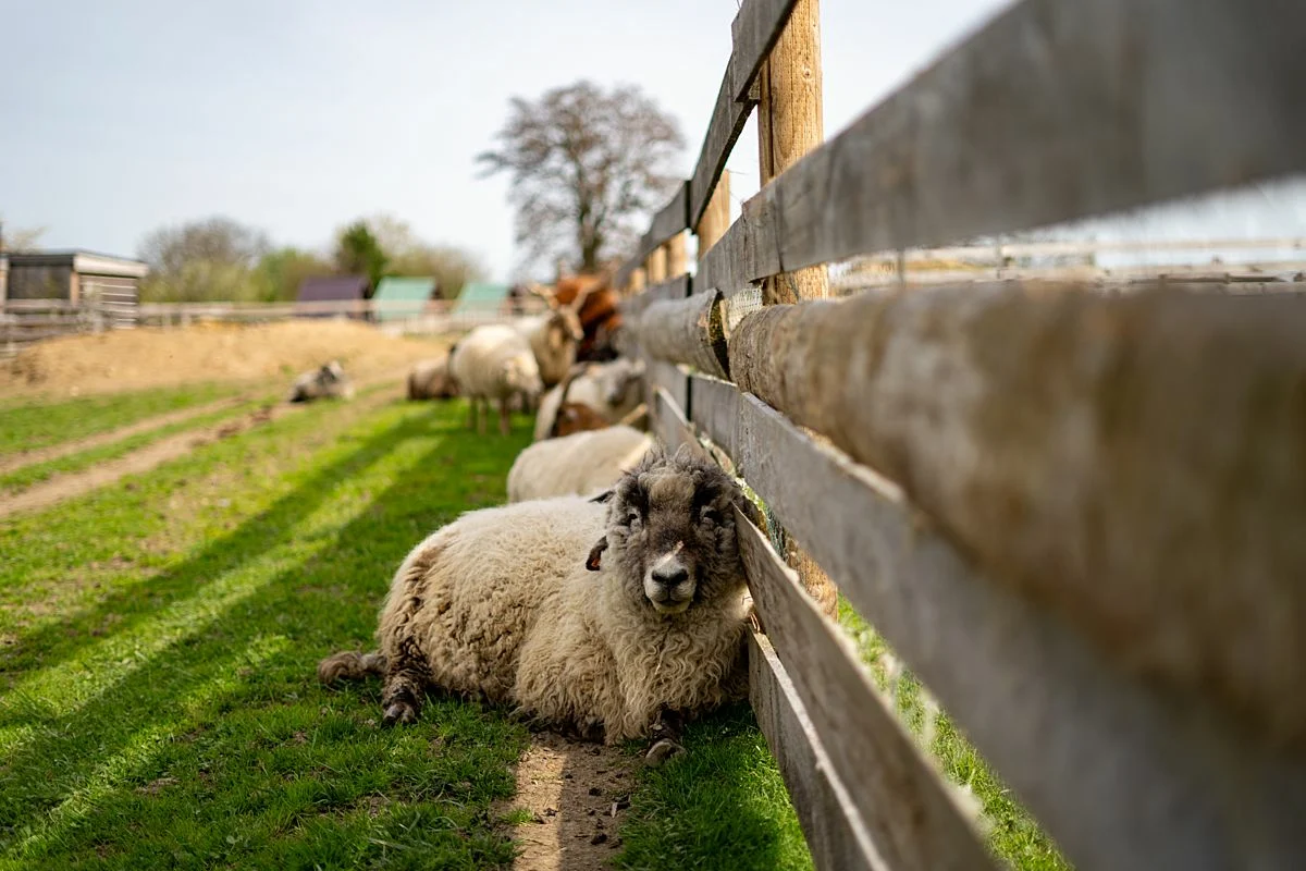 Mouton se reposant dans un pré