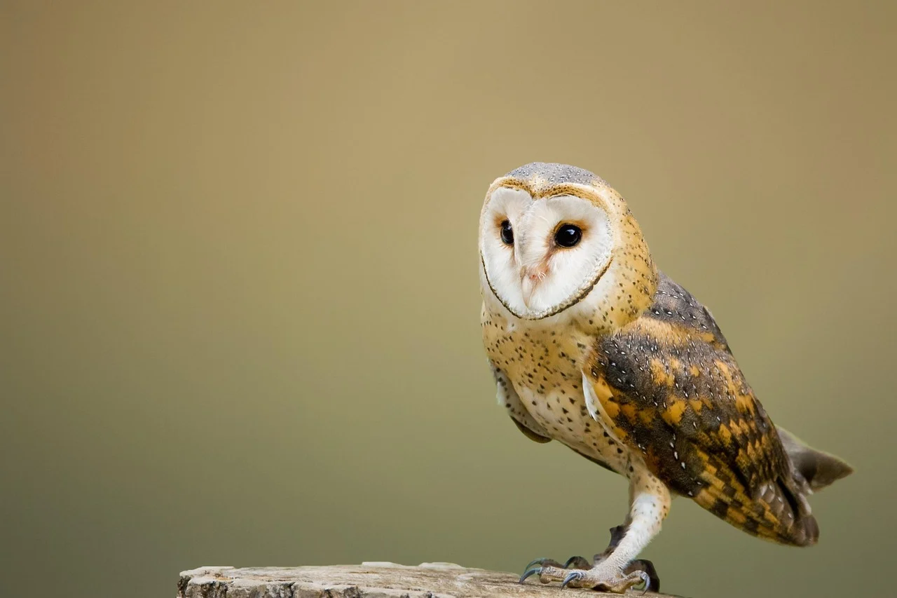 Barn owl