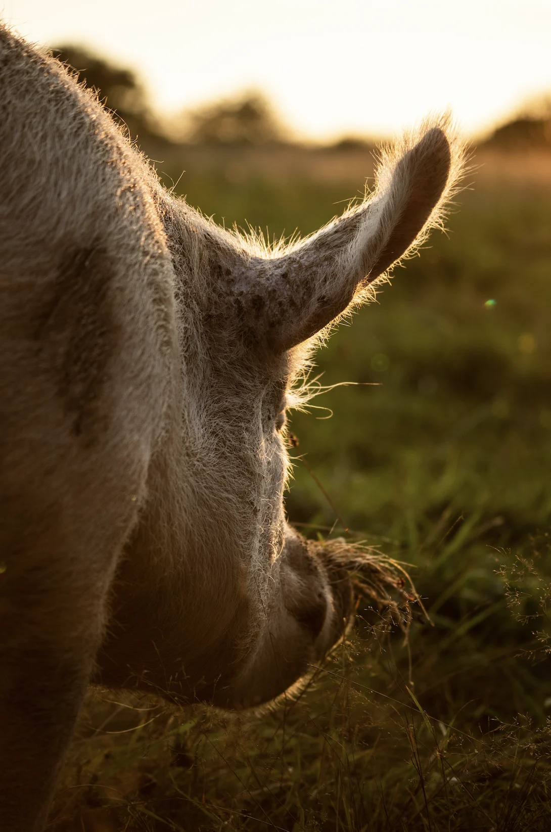 Tête d'un cochon dans un pré en contre-jour