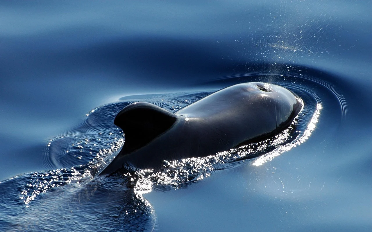 Pilot whale in the water