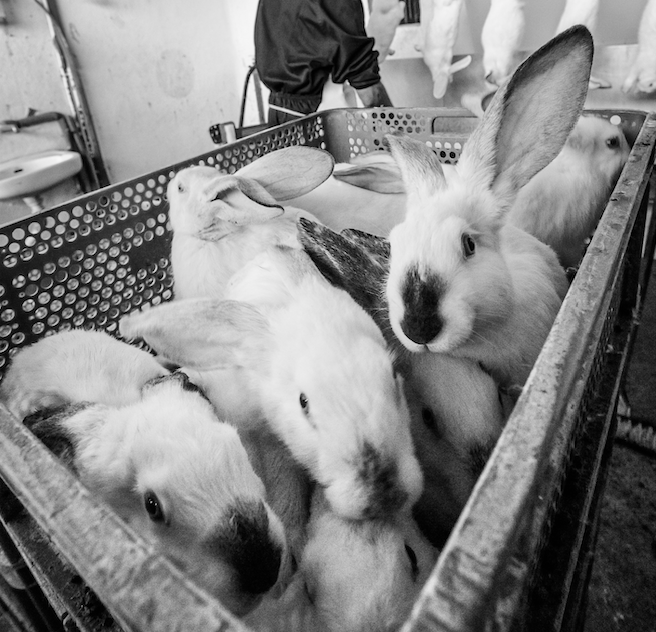 rabbits in a plastic crate