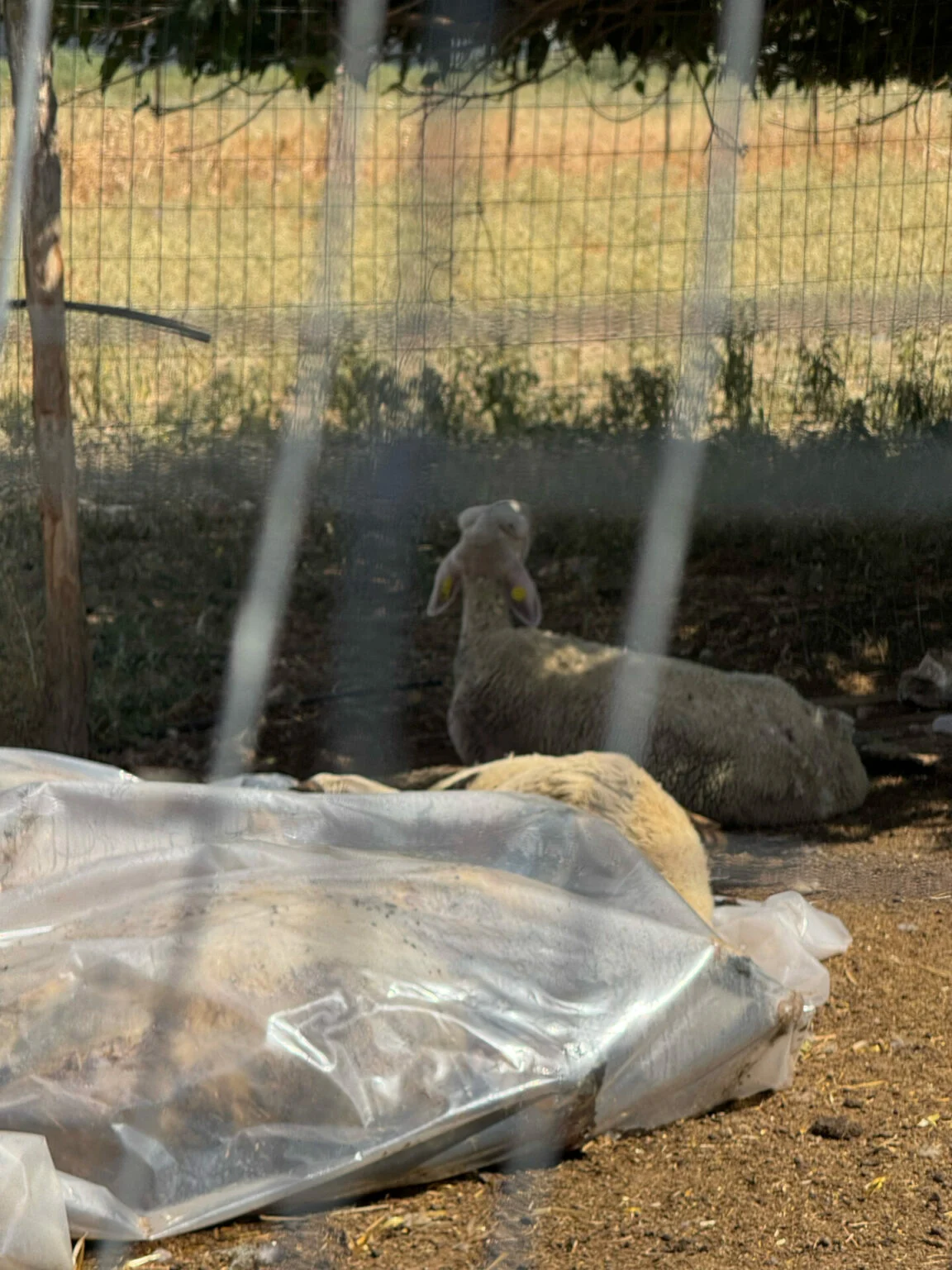 Carcasses under a transparent tarp at a farm in Greece.