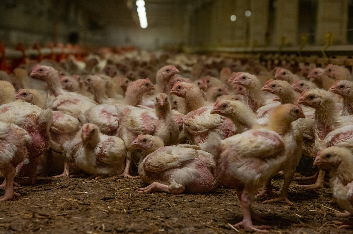 poulets en élevage industriel