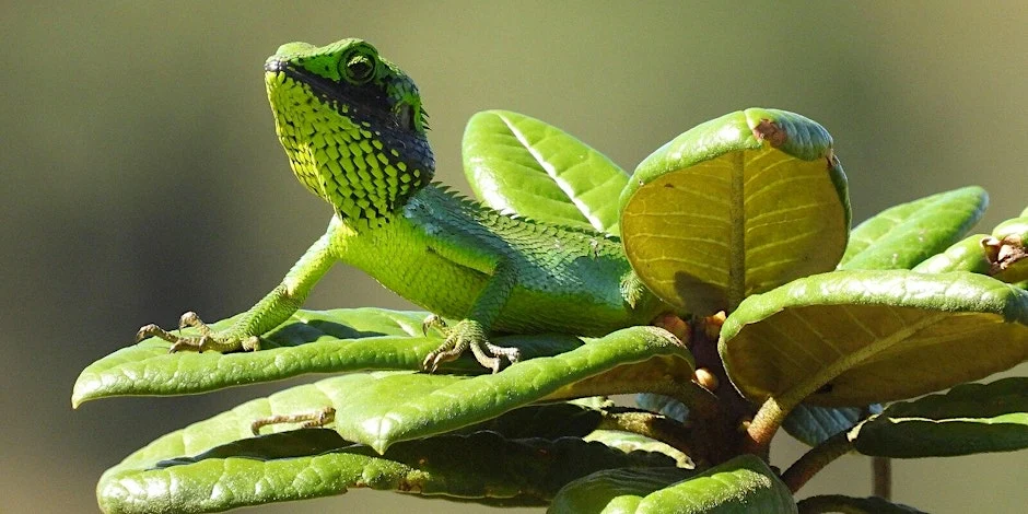 green lizard