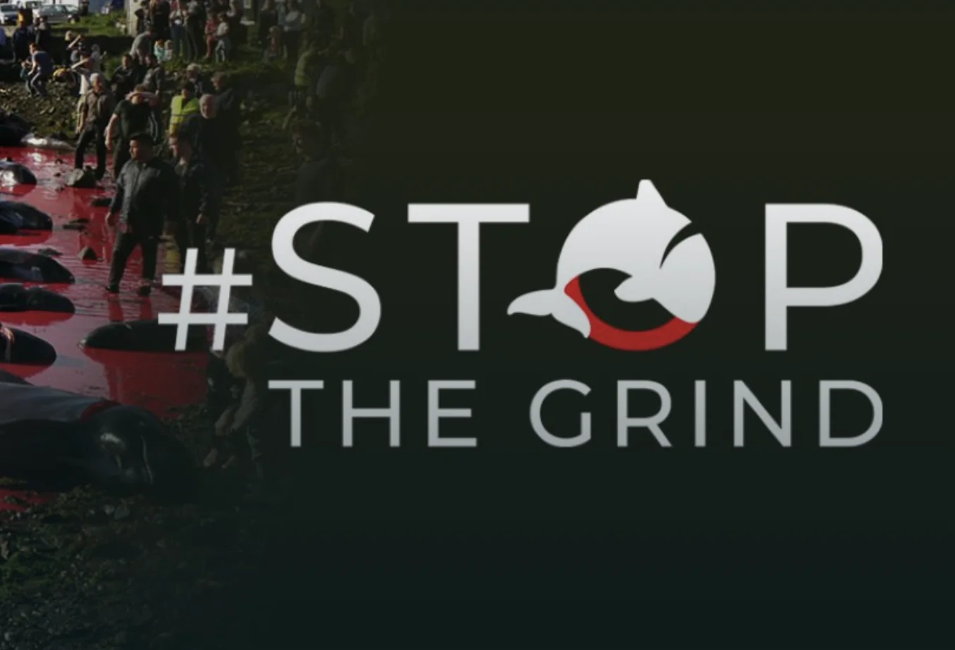 Stop the Grind coalition logo with corpses of cetaceans in bloody waters in the background.