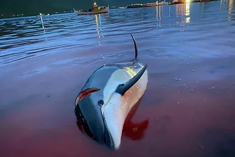 Body of a slaughtered dolphin on the beach, surrounded by bloody waters.