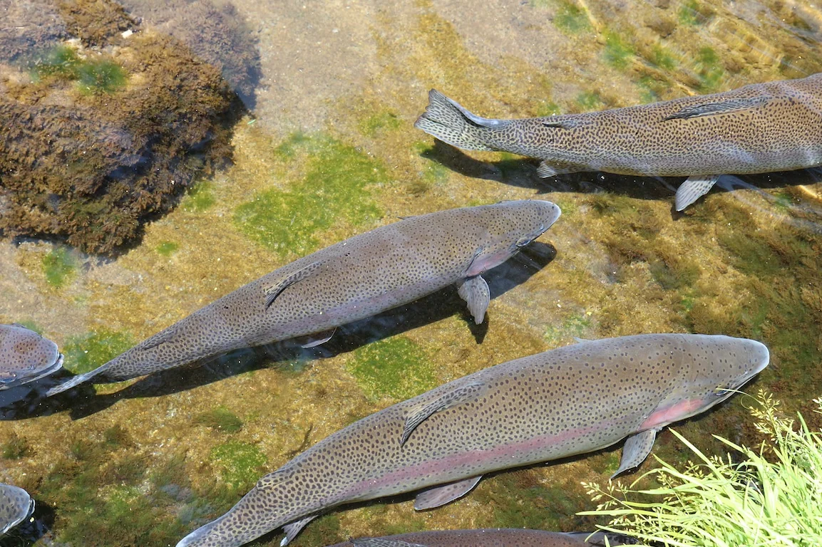 Trouts in freshwater