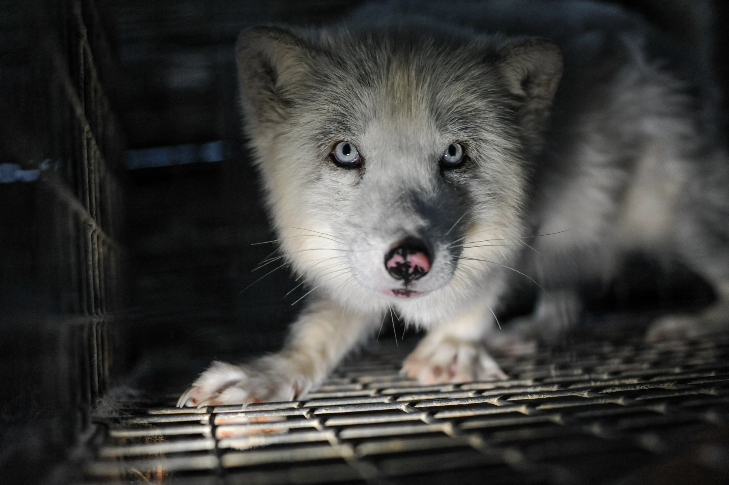 A white fox at a fur farm