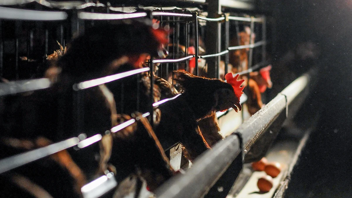 Hens confined in battery cages in an industrial egg-laying barn. Spain, 2010.