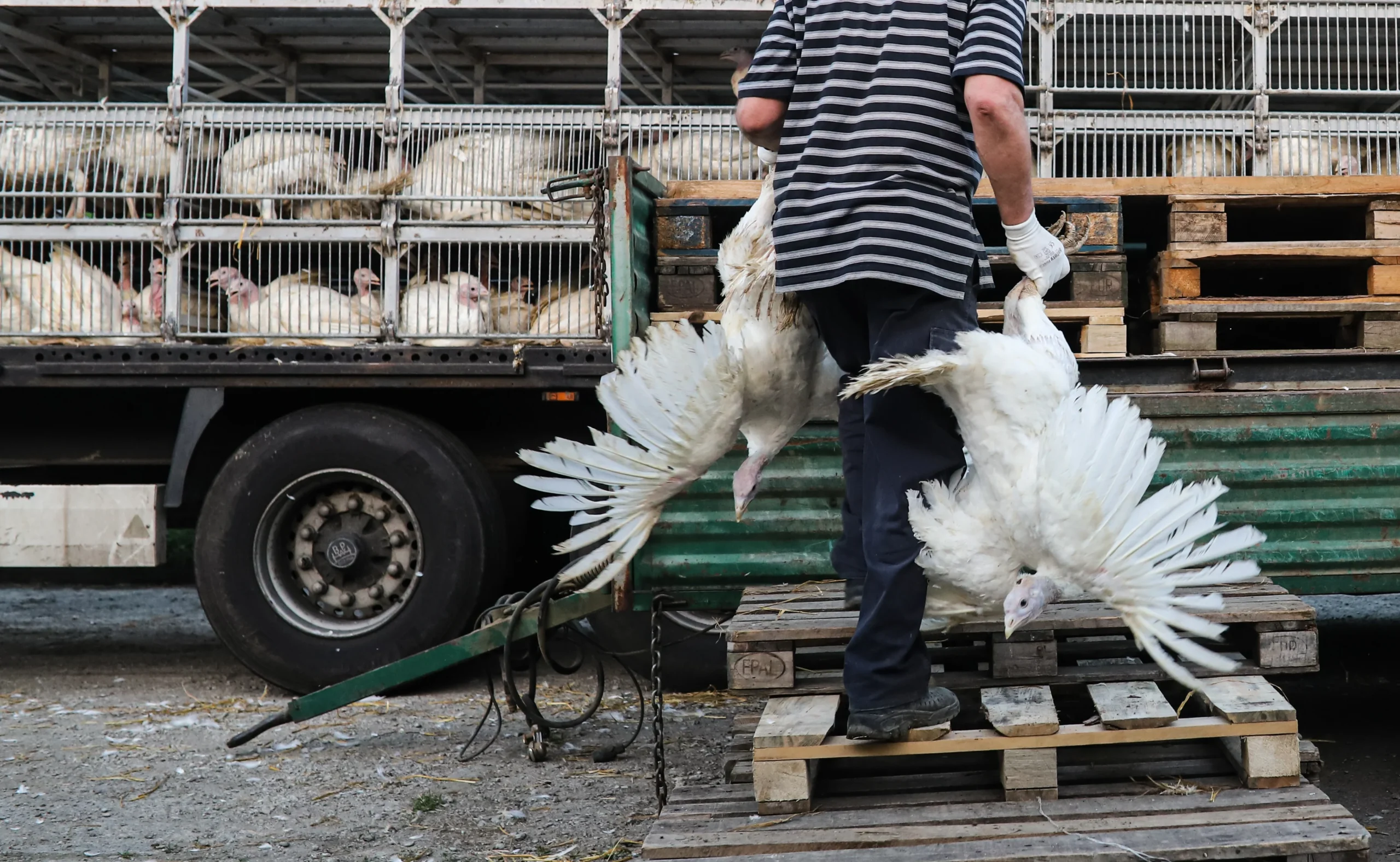 Picture of a man holding turkeys upside down by their legs