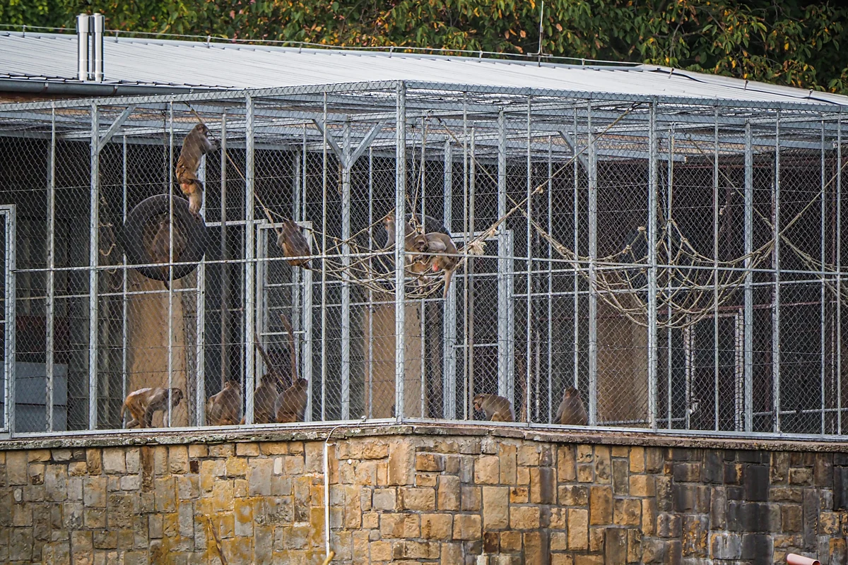 Macaques gardés en captivité destinés à l'expérimentation animale.