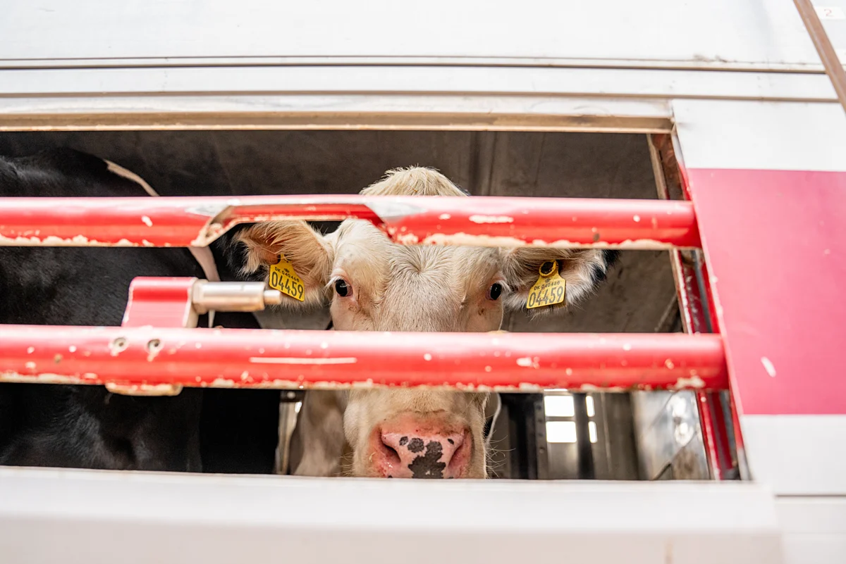 Photo: Havva Zorlu / We Animals