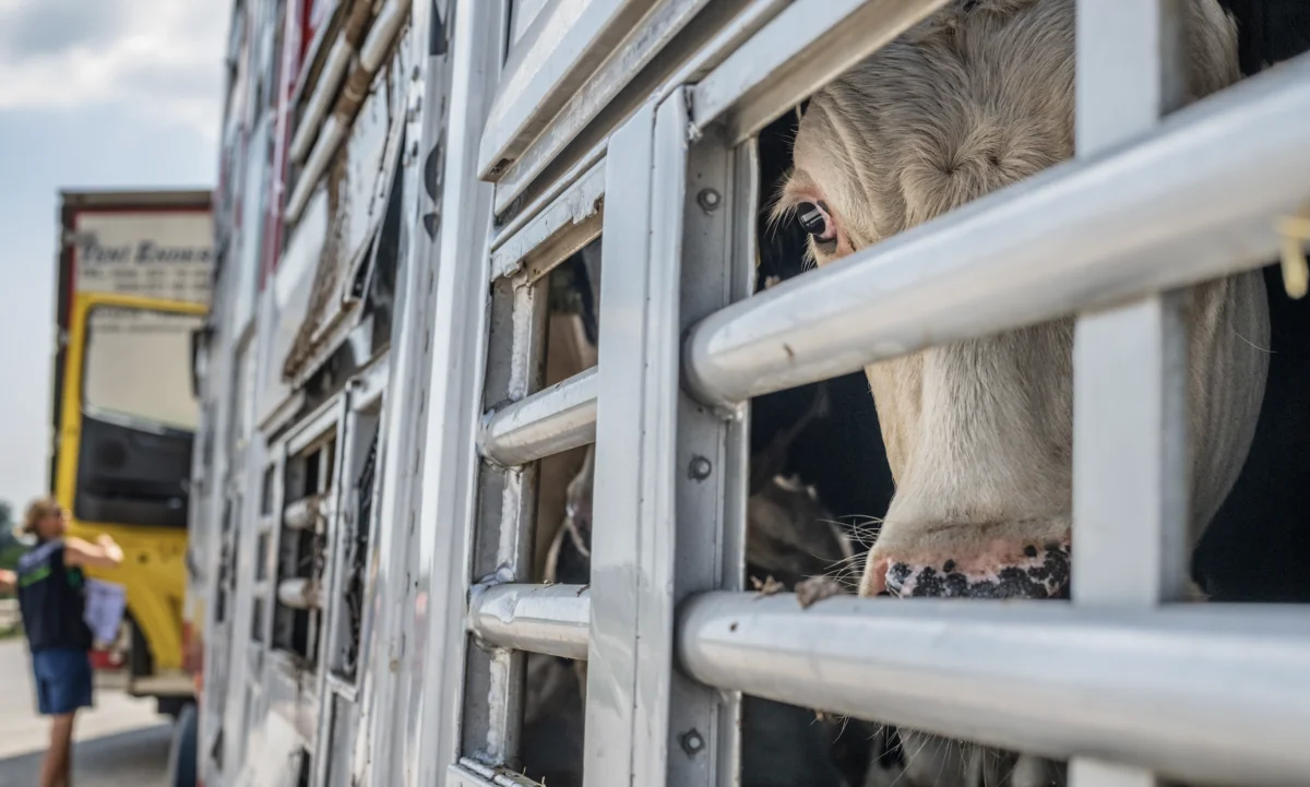 Cow on a truck