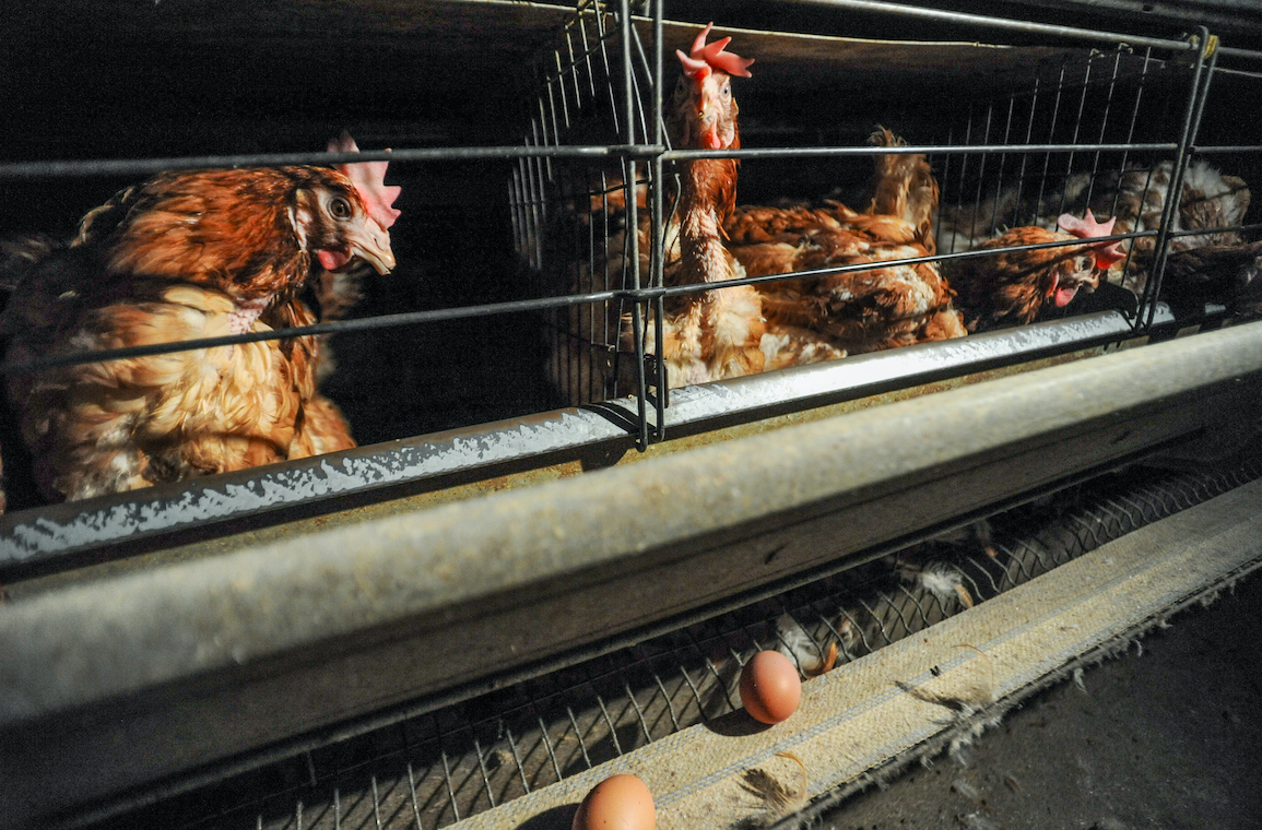 Egg laying hens in cages on a factory farm