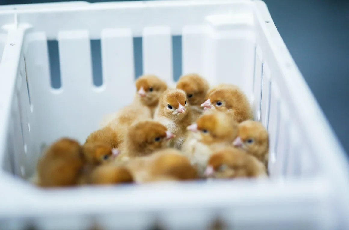 Day old female chicks wait to be vaccinated before being shipped to a poultry farm for the next phase of production.