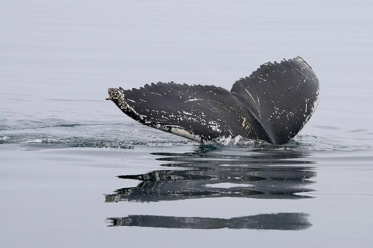 Whale