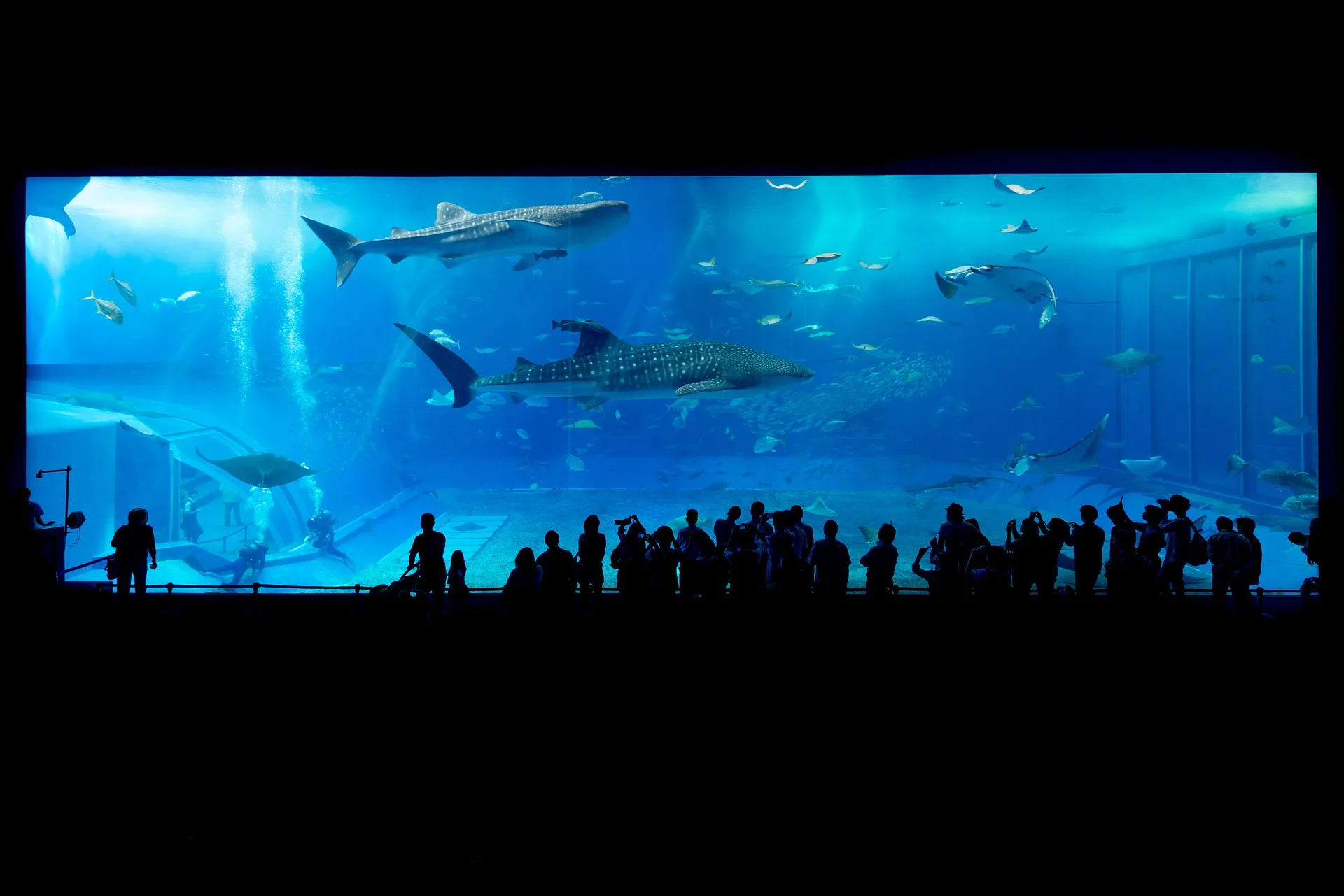 Group of people standing in front of an aquairum