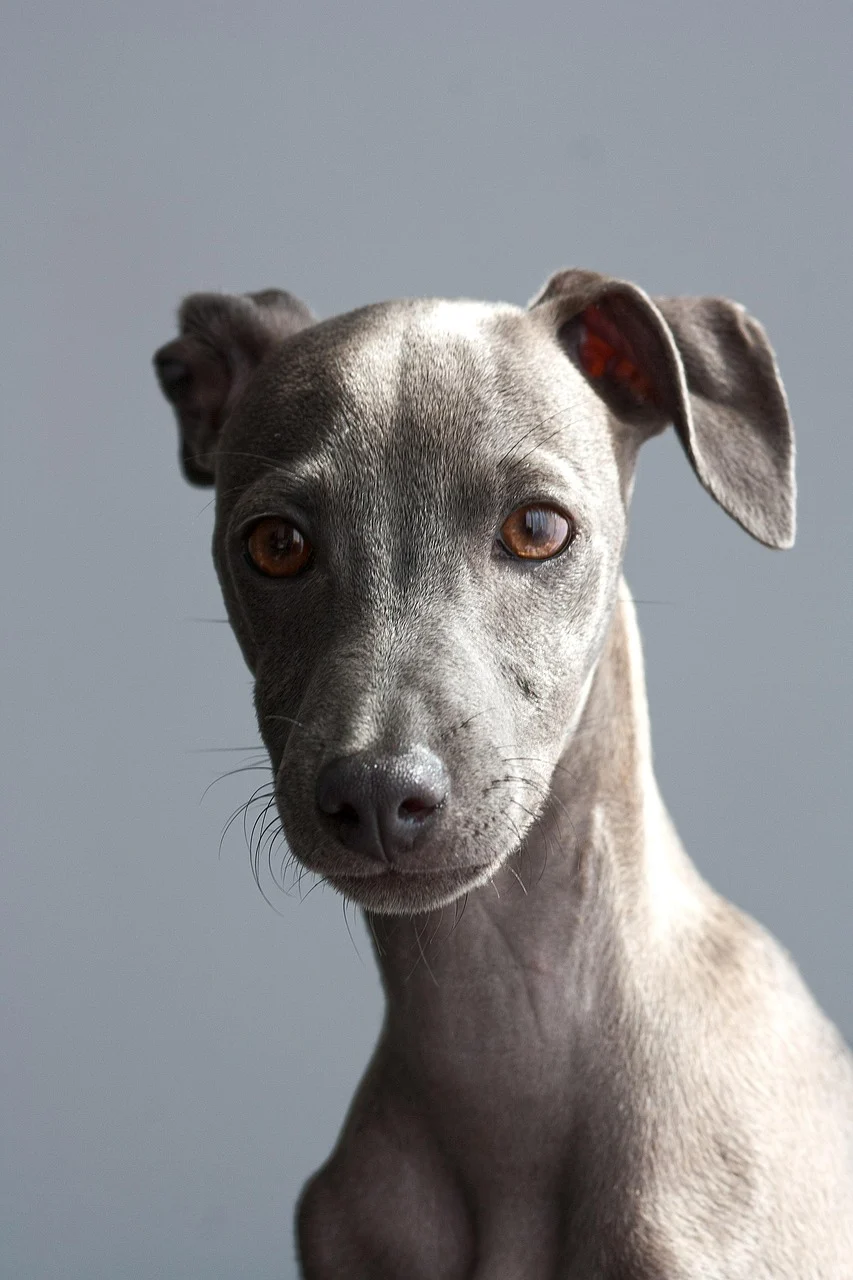 Picture of a greyhound