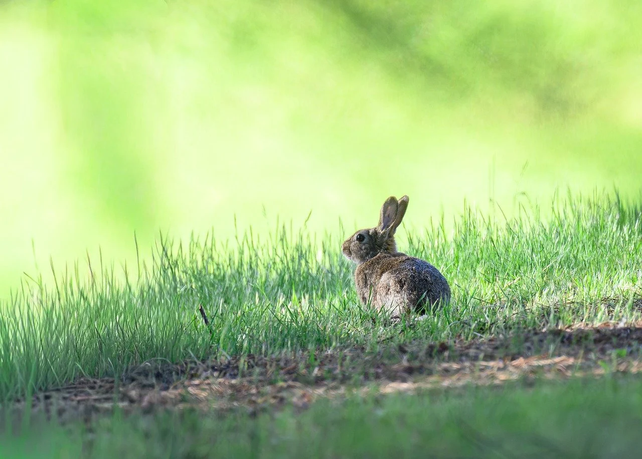 rabbit in a field