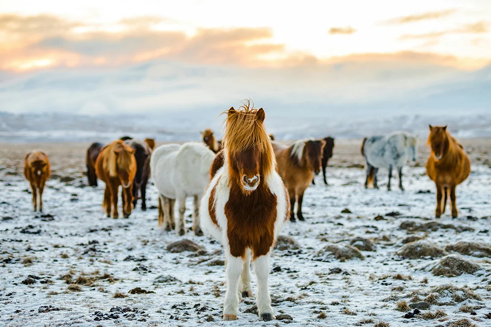 Icelandic horses in a field covered with snow